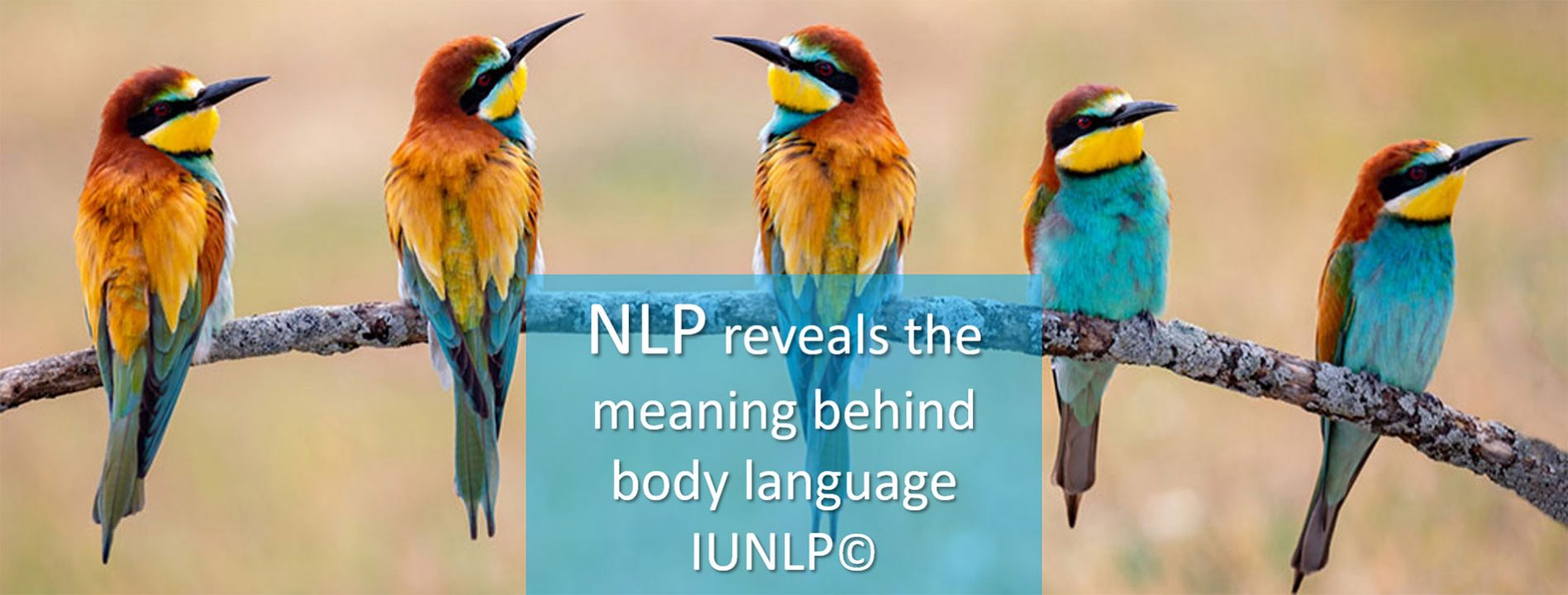 IUNLP NLP training and certification